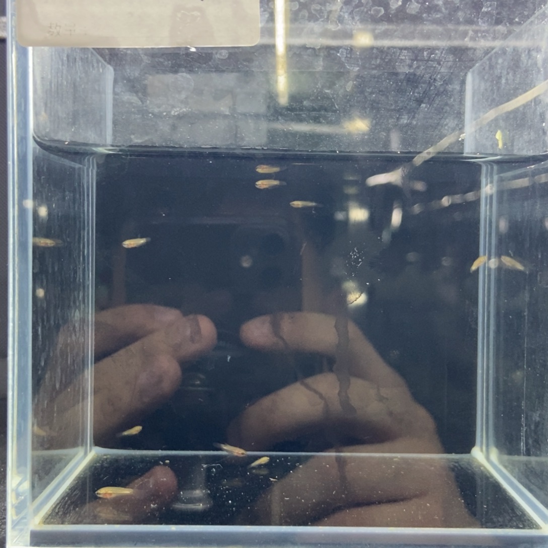 斗鱼包活不包损所见即所得615