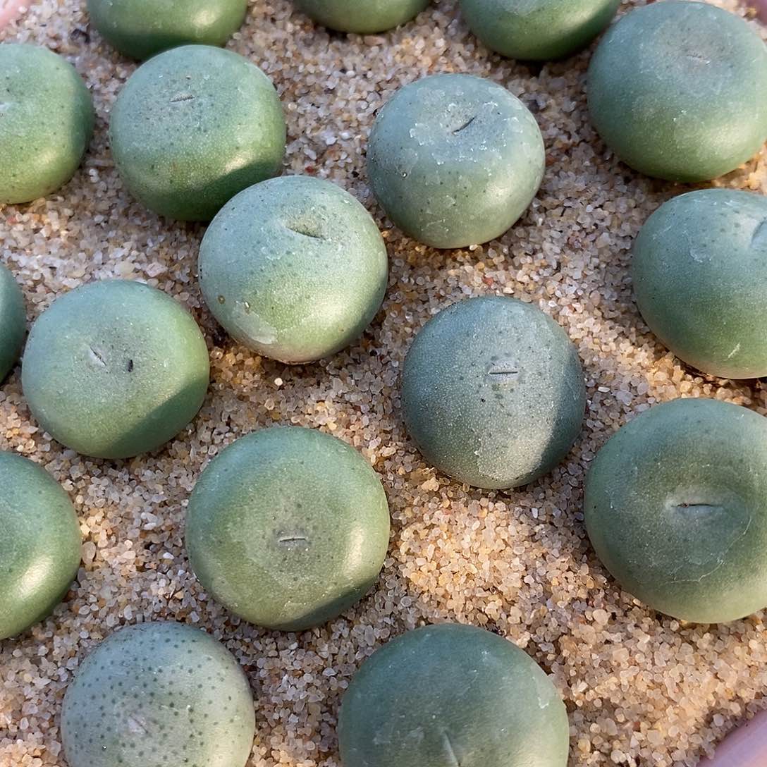 2879大颗小拳拳3颗。   