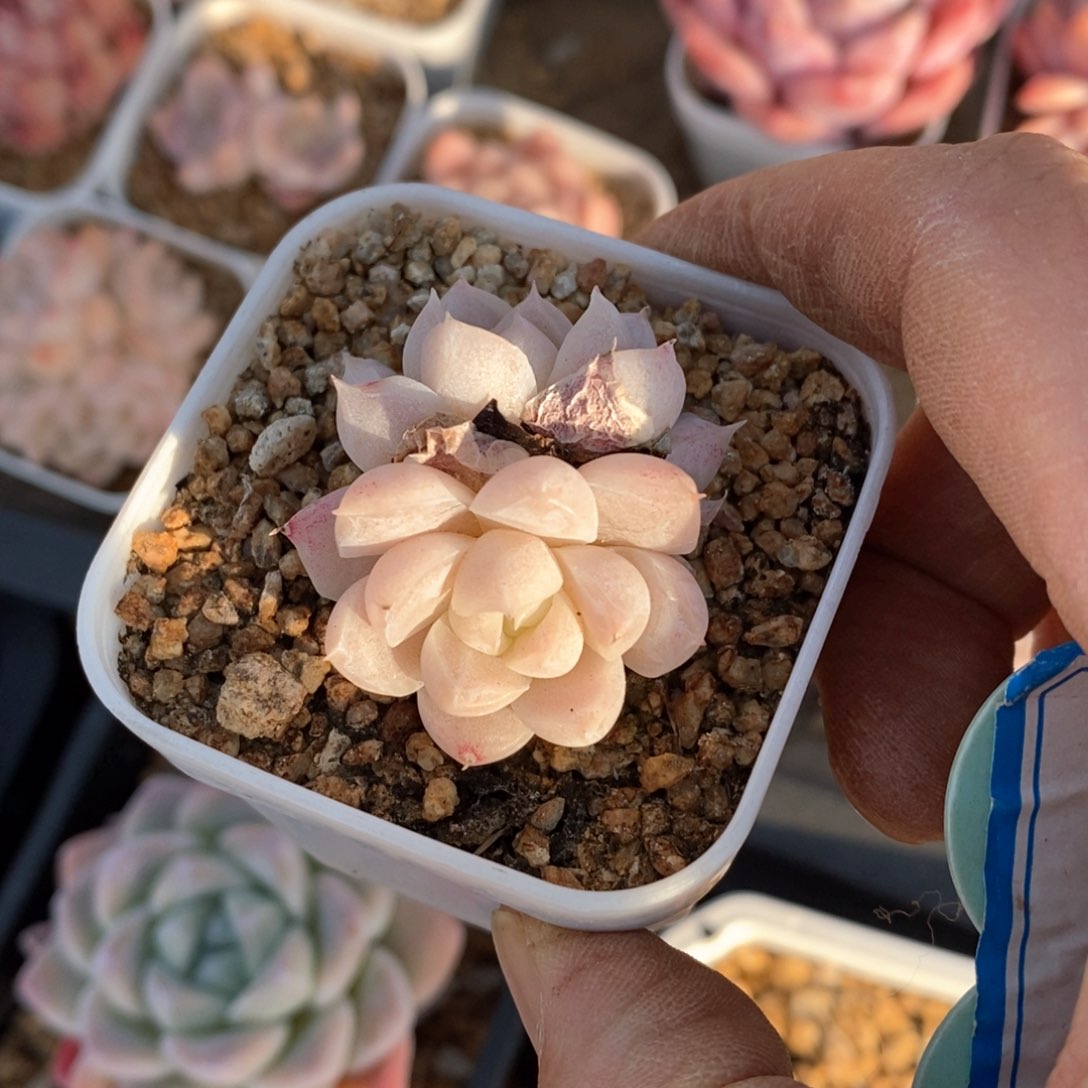 精品多肉一物一拍不包整045