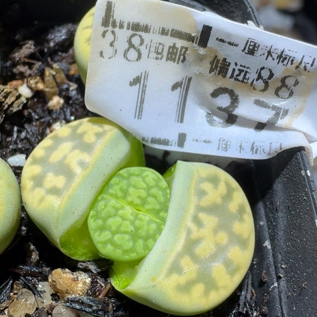 Zzz生石花肉锥1137