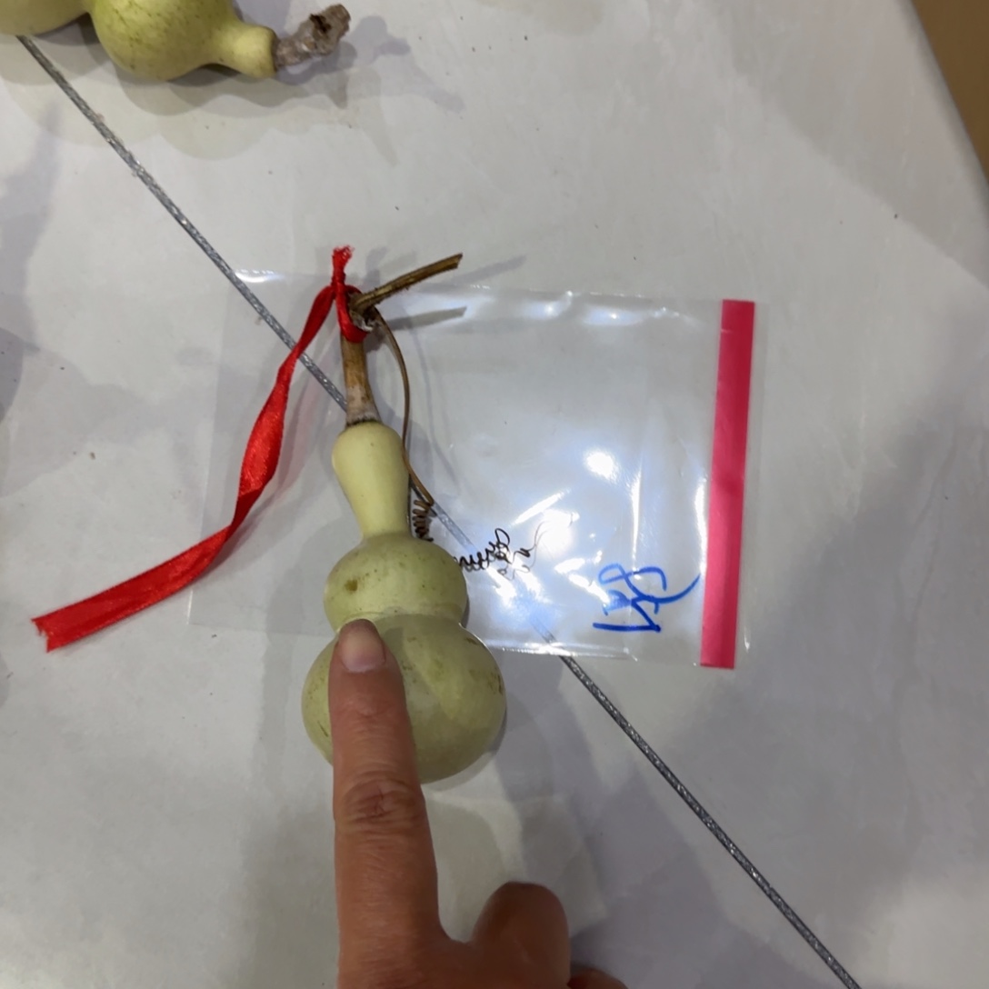 C***r青皮不包成青皮不包成