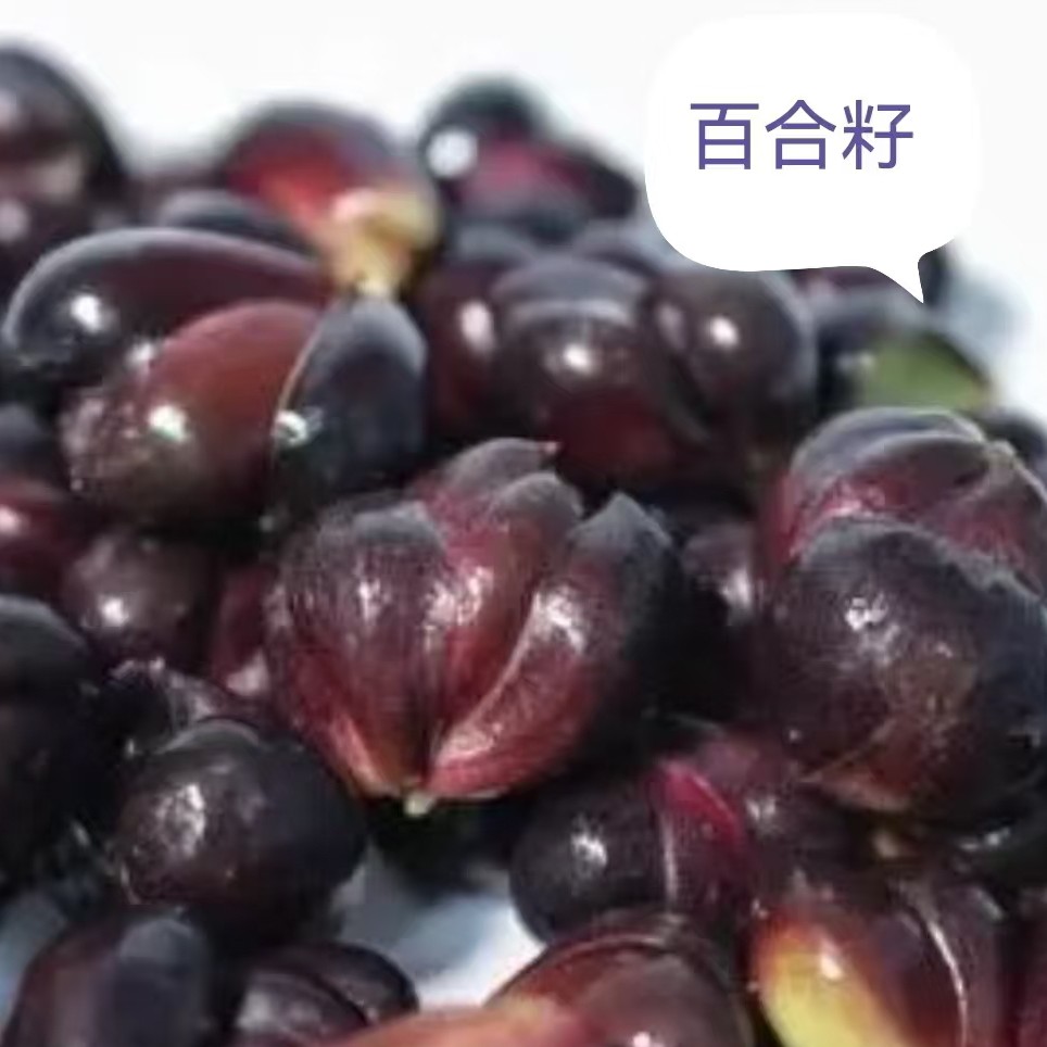 [大妮助农]新鲜百合籽顺丰包邮夏日煲汤煲粥营养佳品