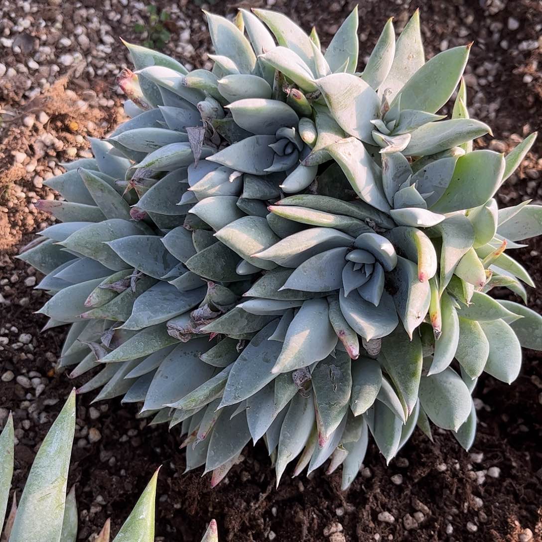 8100大花朵杂交多肉瑕疵