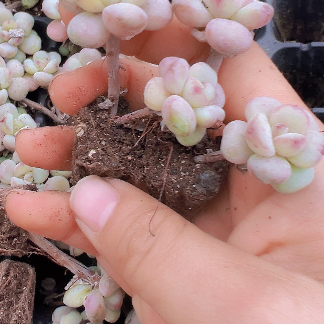 双头老桩阳光玫瑰苗5颗