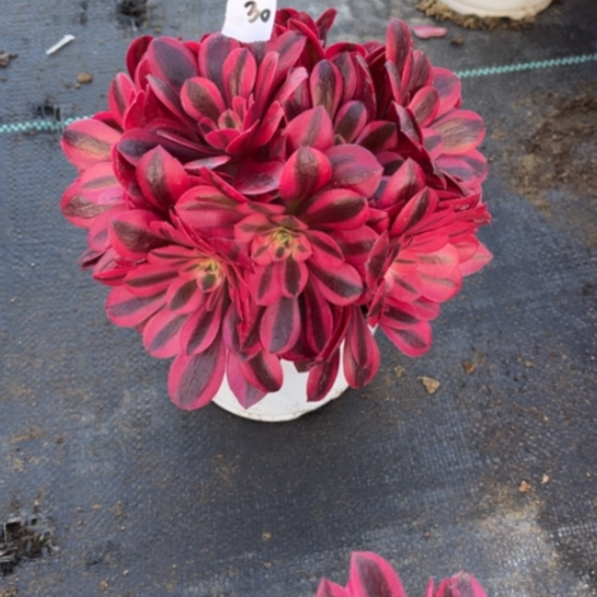 【闪购商品】30美杜莎多肉法师