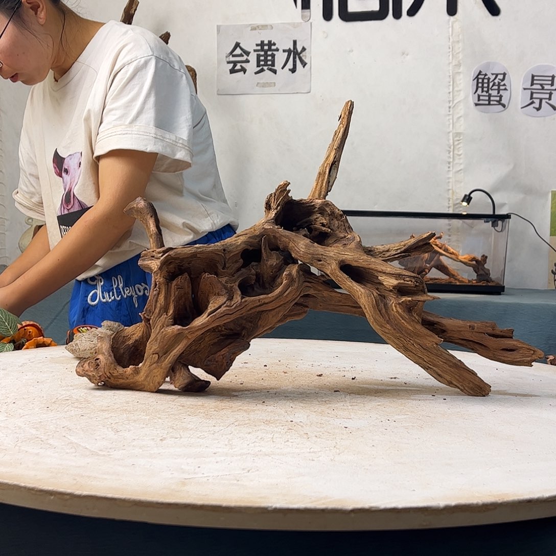沉木造景寄居蟹景