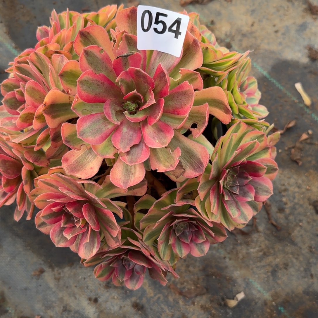 雨河多肉植物老庄054