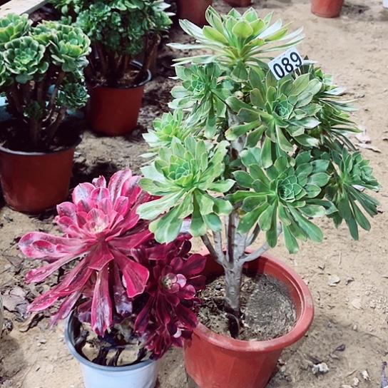 089绿法老桩和美杜莎老桩