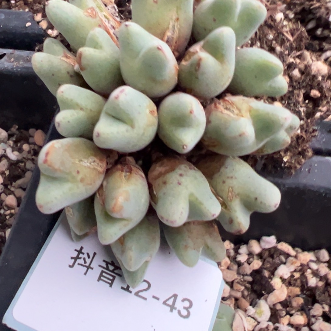*****12-43肉锥多肉植物，