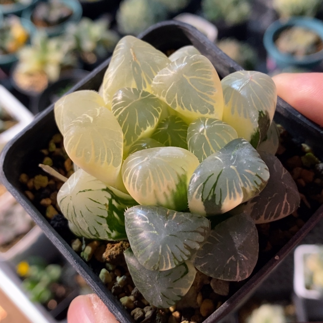 一颗实生糊斑大眼珠子玉露锦 