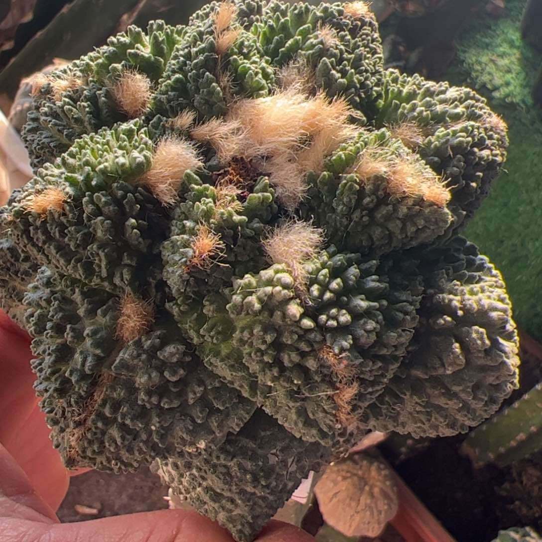 哥斯拉牡丹仙人球217