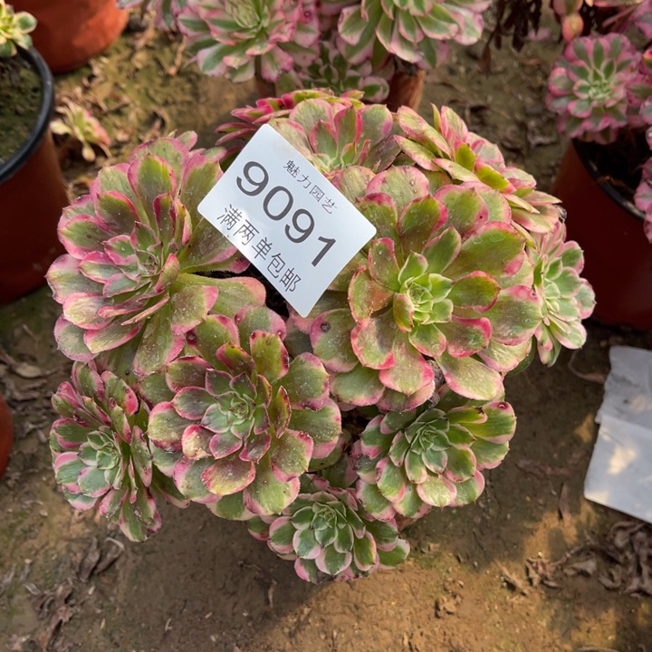 9091霁月的人多大