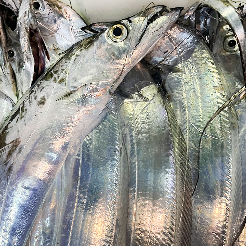 舟山海钓带鱼 延绳钓带 舟山钓带 小眼睛油带鱼 新鲜发货不冷冻 