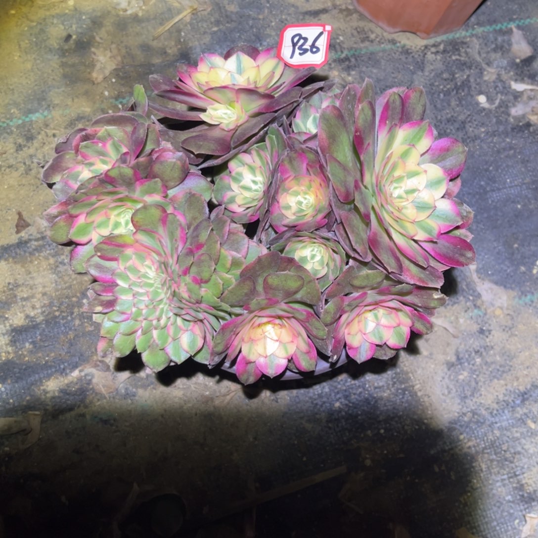 936多肉植物荔枝缀化