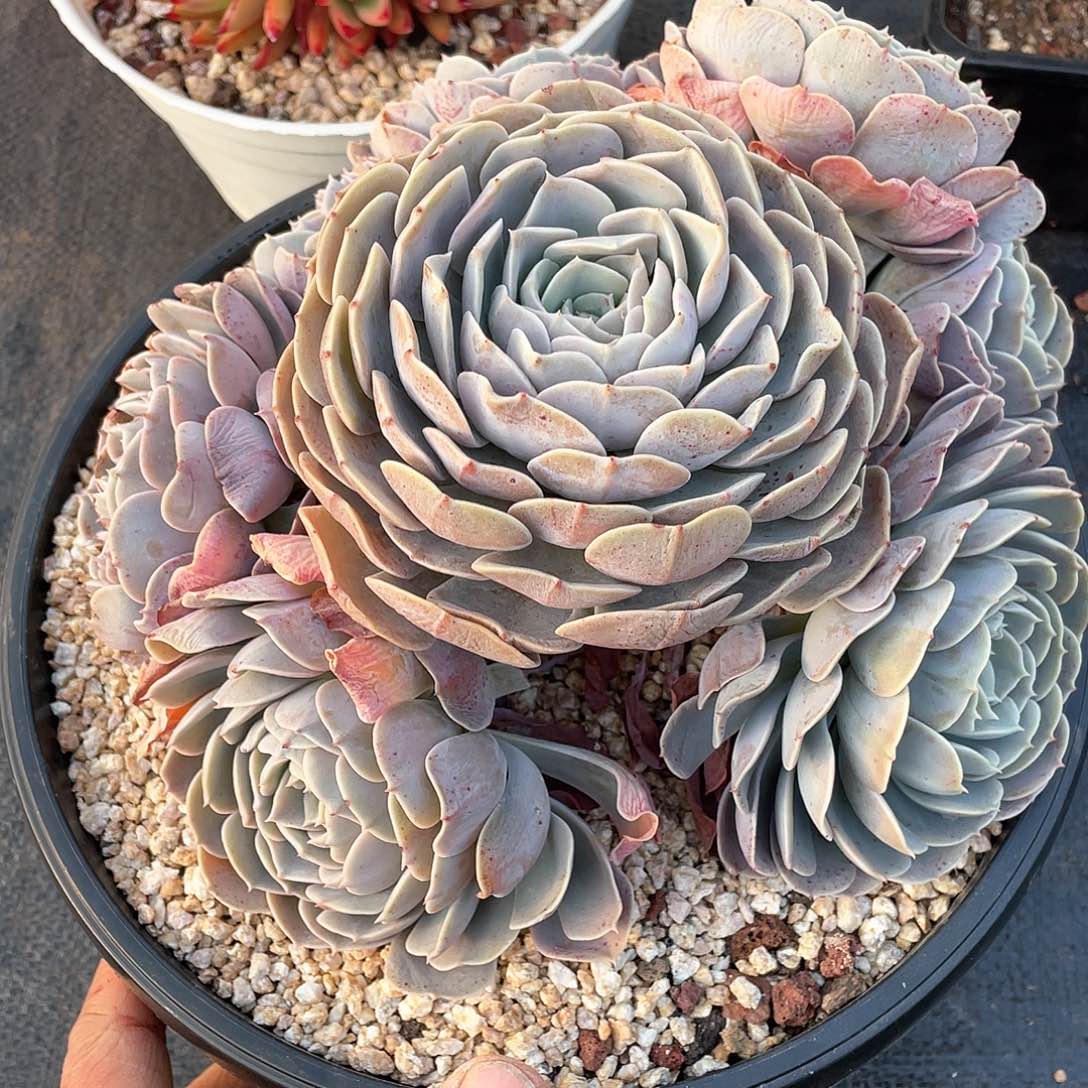花*多肉植物一物一拍