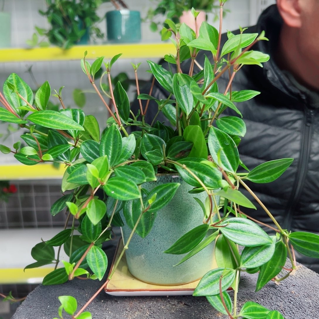 我***良无花朵26                      