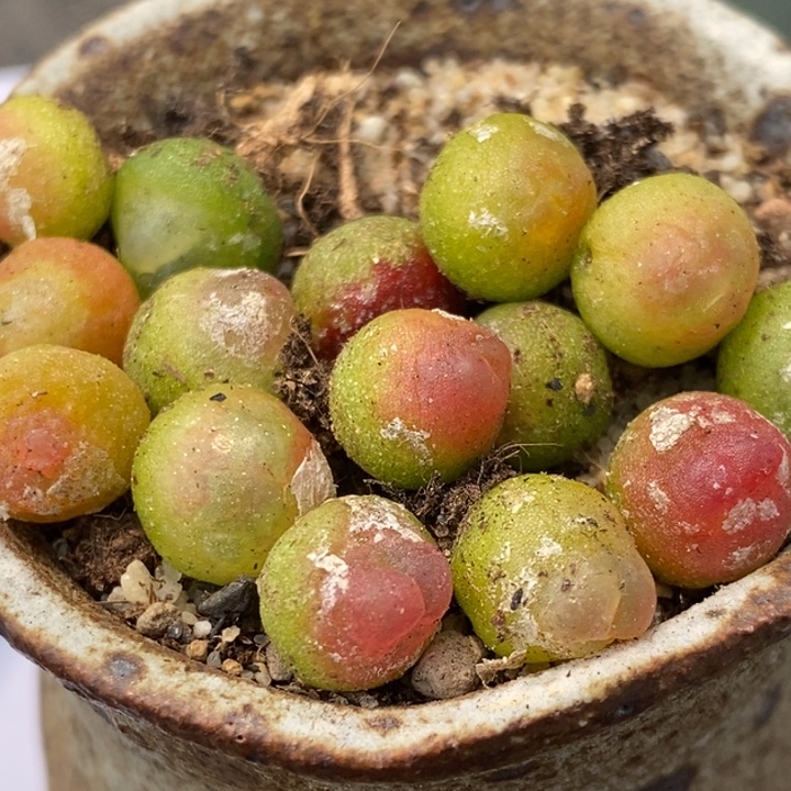 拉登一颗0.8厘米