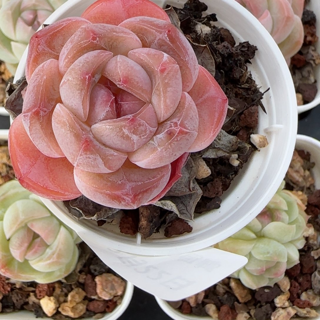 辰*花语逸境0222-403