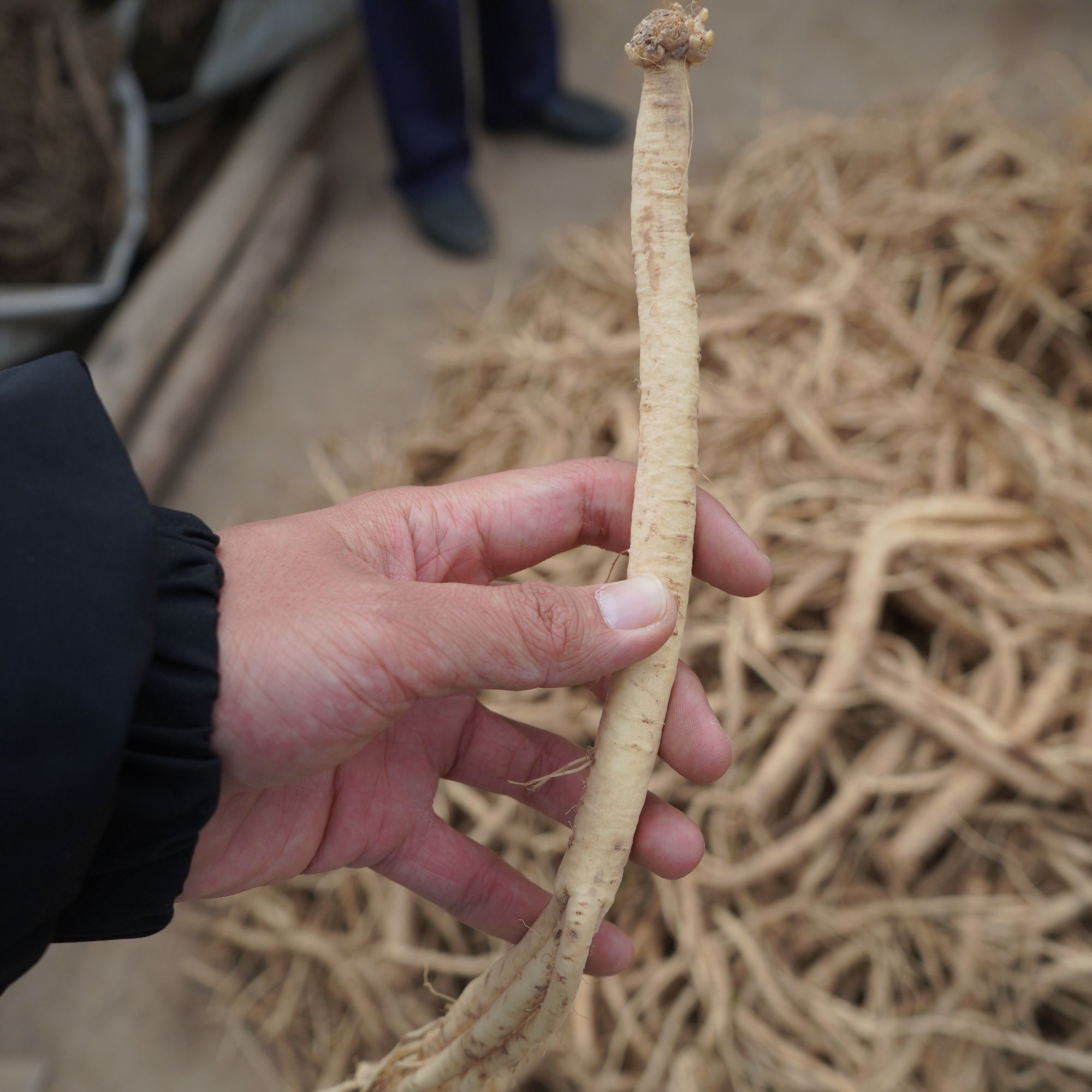 甘肃渭源白条新鲜党参产地直发煲汤泡酒炖肉滋补佳品