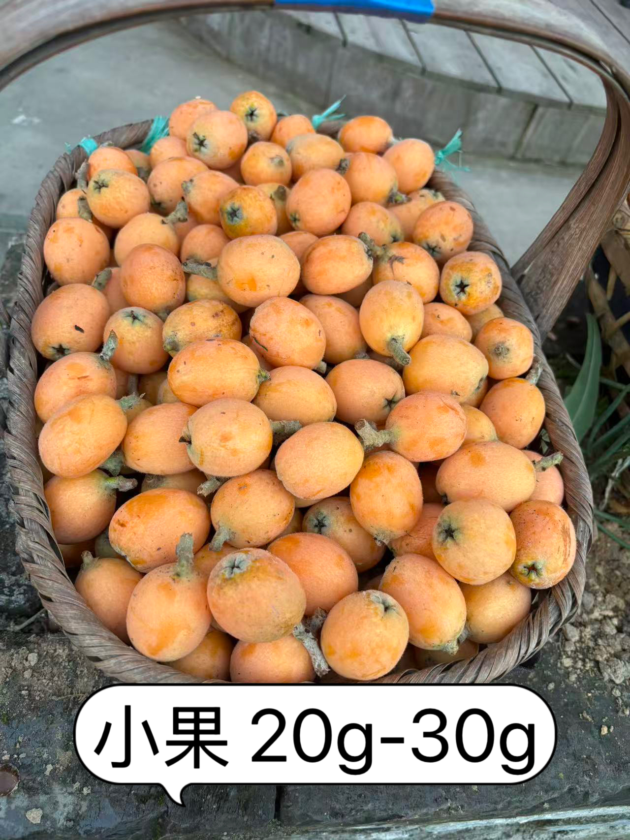 黄山歙县三潭枇杷土枇杷新鲜采摘5斤小果尝鲜版