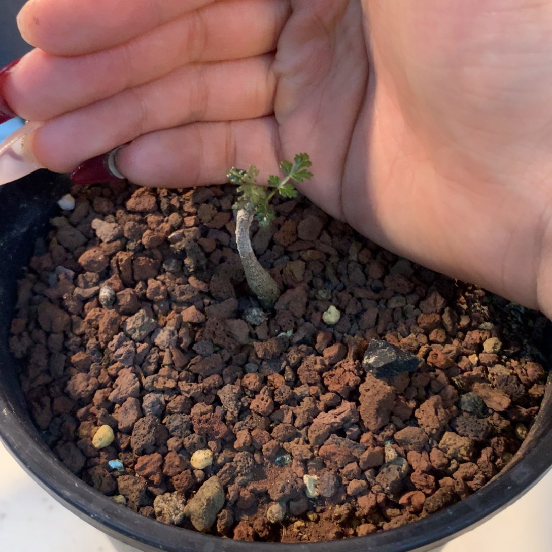 涛*人索科特拉乳香实生小苗