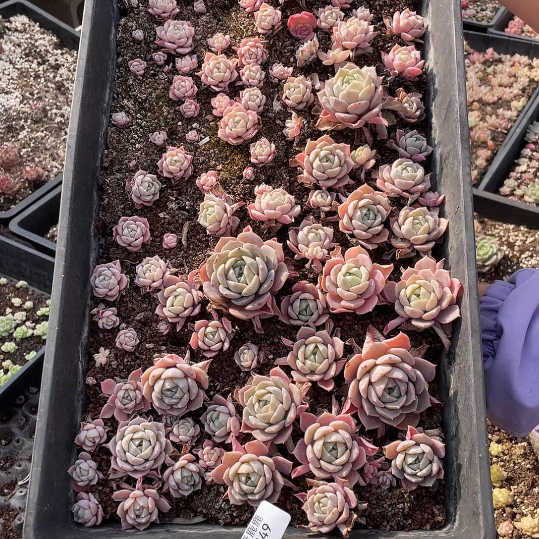 可***可249。 定。                     