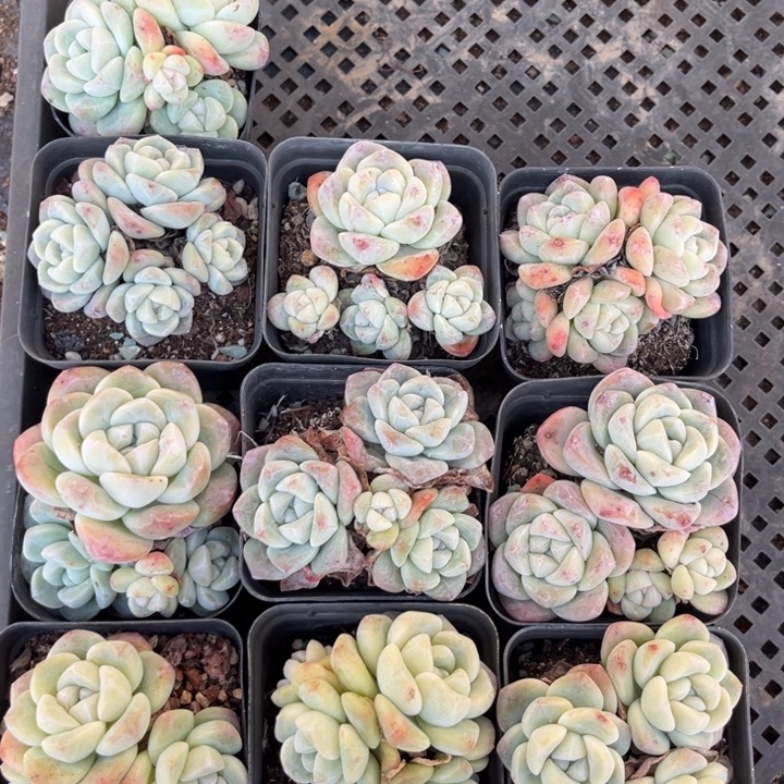 冰玉多肉七方盆一组10个3号