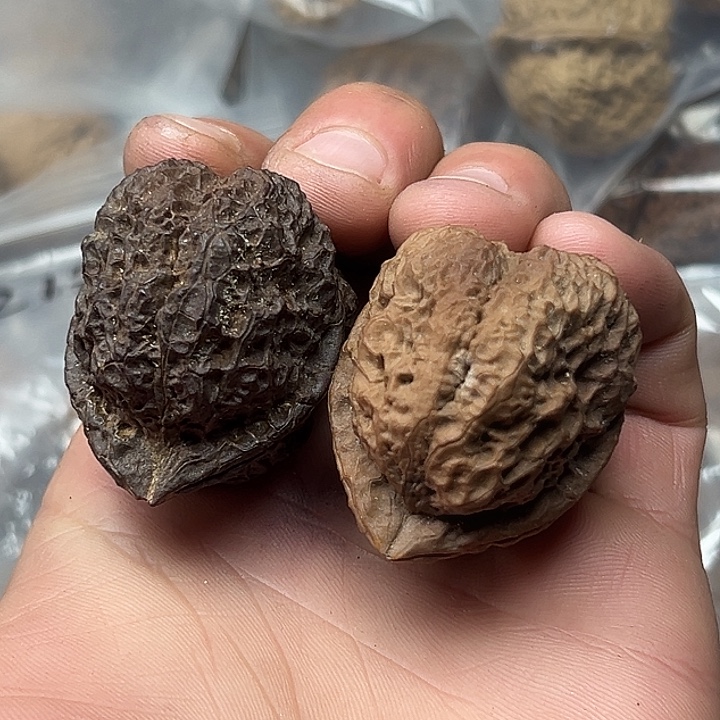 核桃18号羊角金蟾42尺