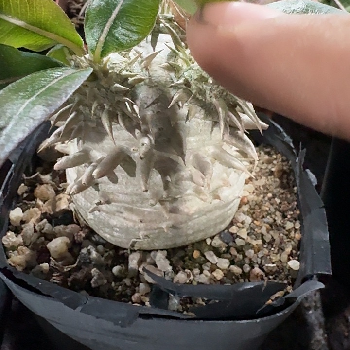 惠比大黑实生块根