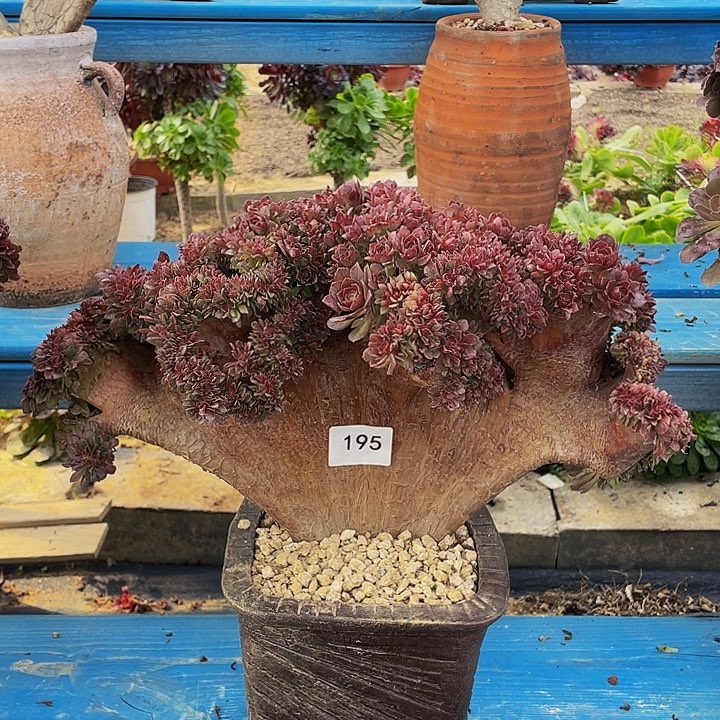 195号万圣节朵朵有伤