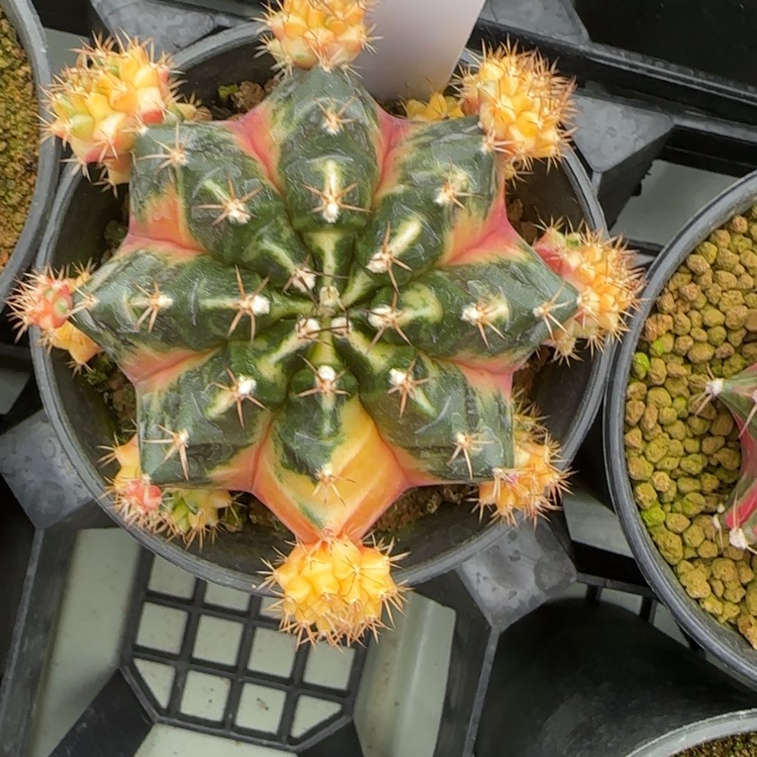 36-0305丘吉俄脱土发多肉