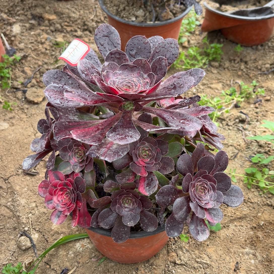 431多肉植物花蝴蝶