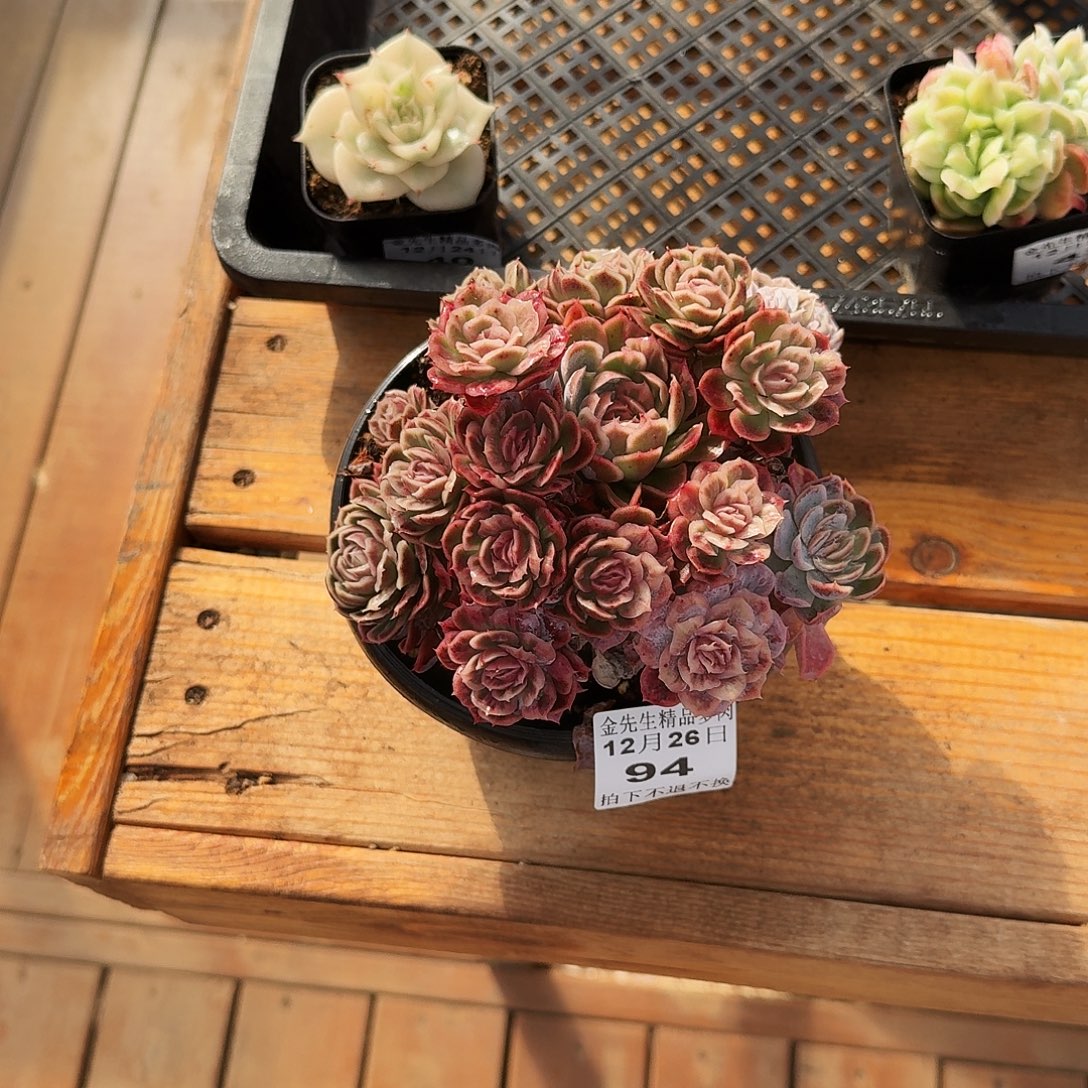 满***肉1226-94泡泡纱裙群生