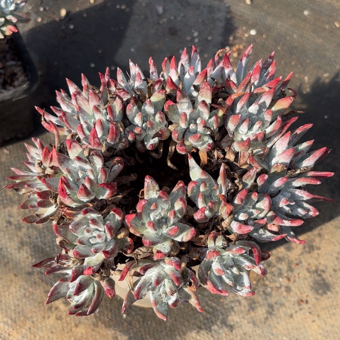 海瑟杂法瑞，仙女杯多肉