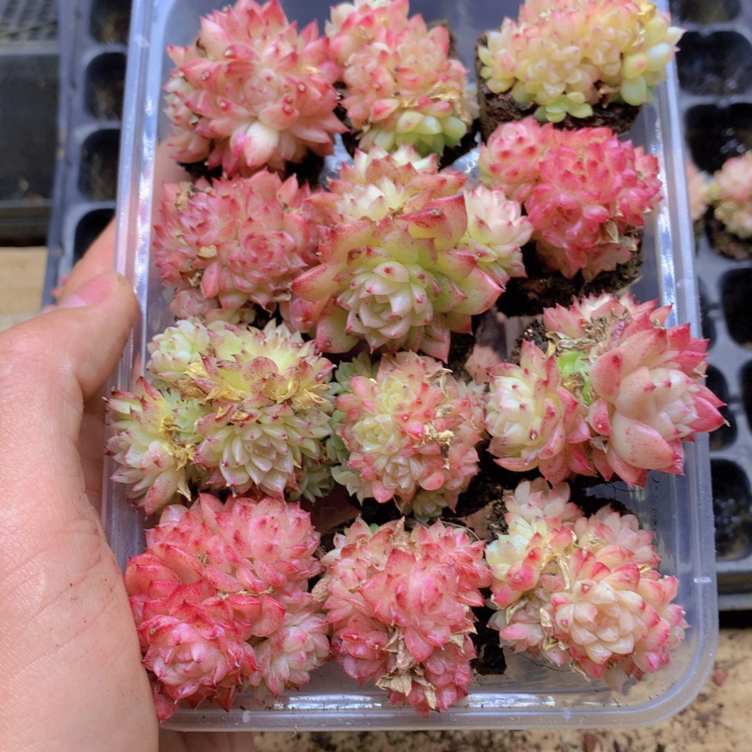 我要去看你了啊056