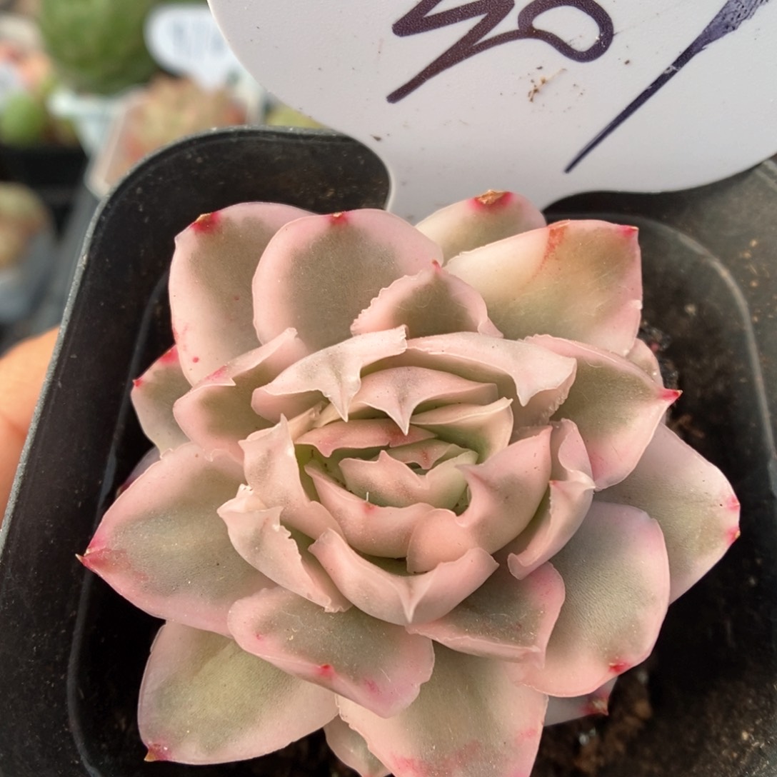 紫蝴蝶锦可拍307号。