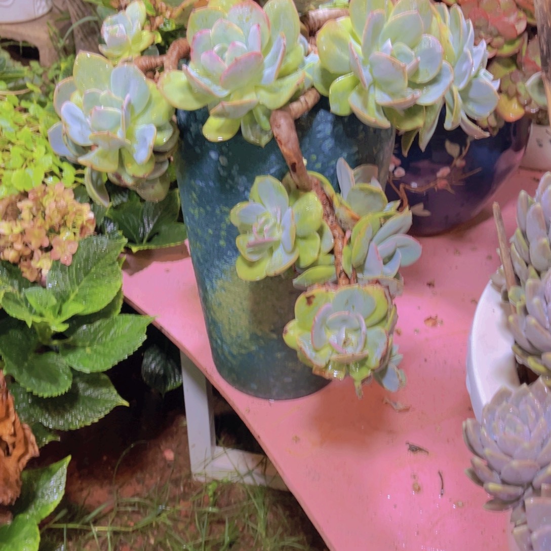 未***来多肉植物保护研究所所长一