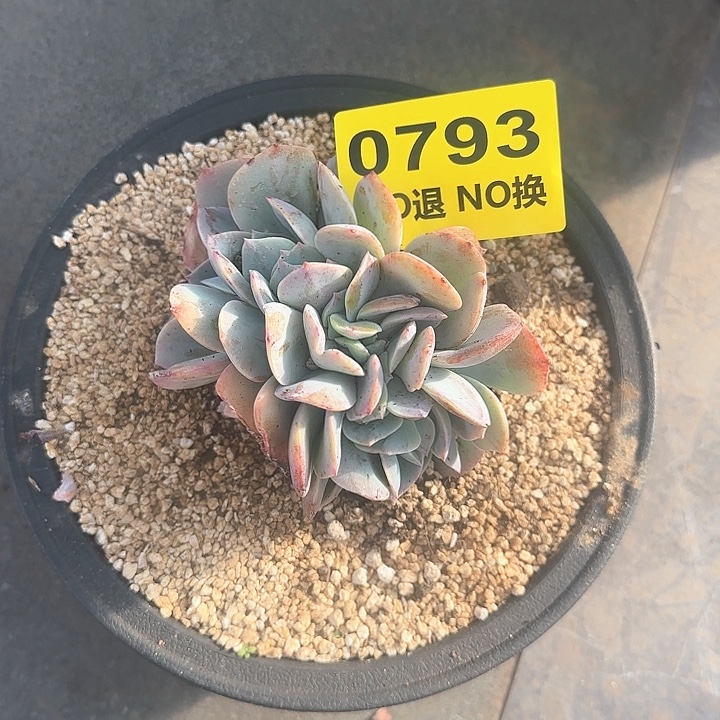 0793原生血凤小缀