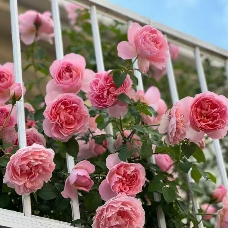 舍农索城堡的女人们藤本月季花大苗爬藤多季开花浓香大花大苗