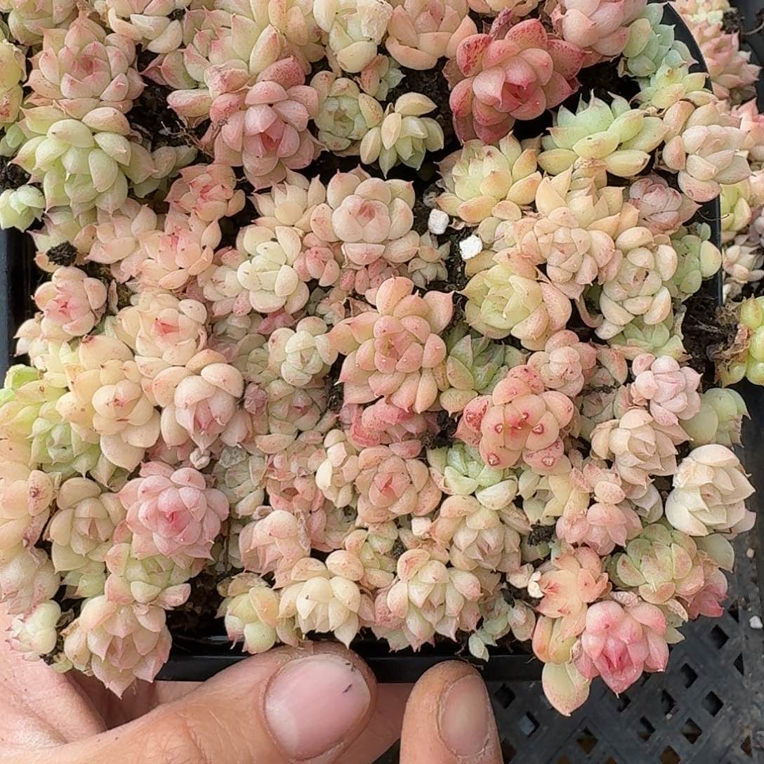 杂交新品珍妮多肉1478