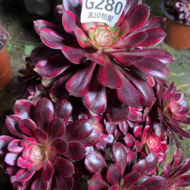 瑞妈一物一拍280