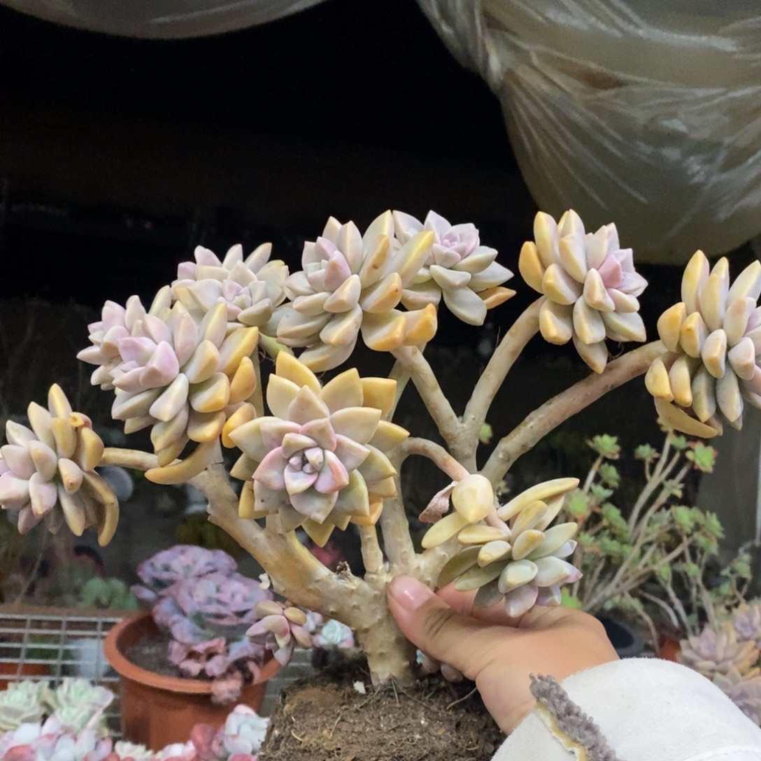 淡雪朵朵缀化大盆整桩，露养区