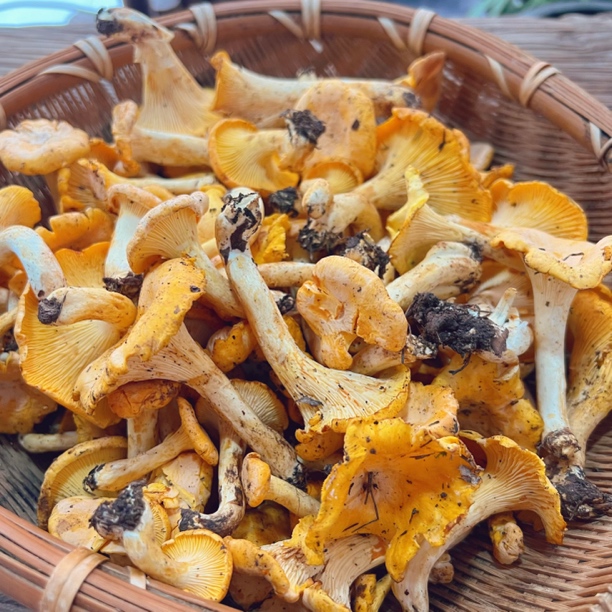 【野生鸡油菌】湖南新鲜野生菌云南野生蘑菇野生杏黄菌黄丝菌