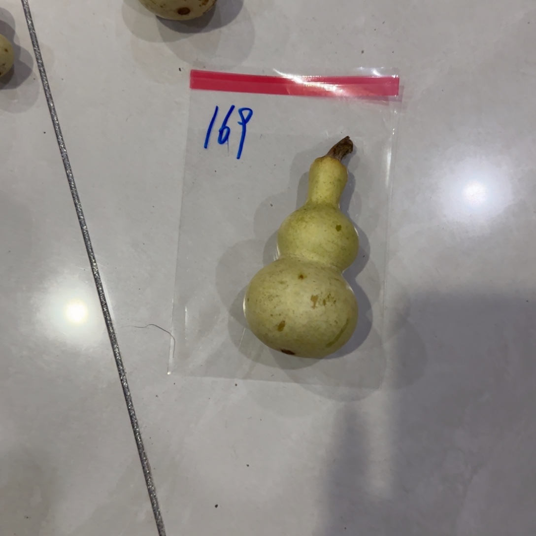 东***饰青皮不包成青皮不包成