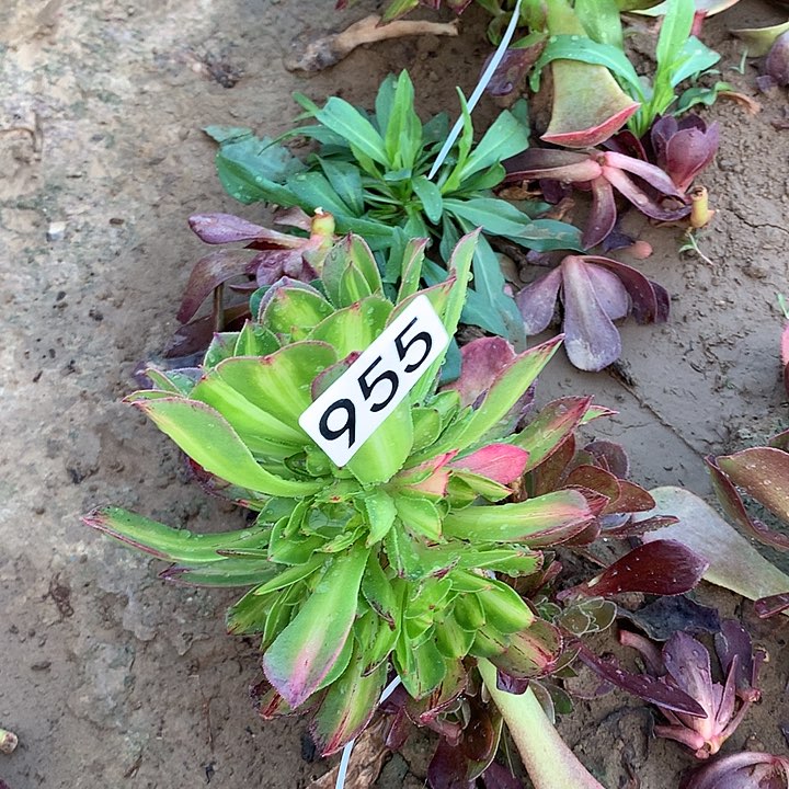955知否多肉植物3