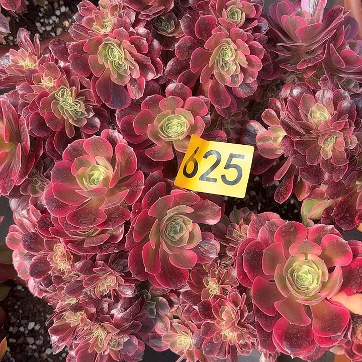 多肉植物福利不售后不625