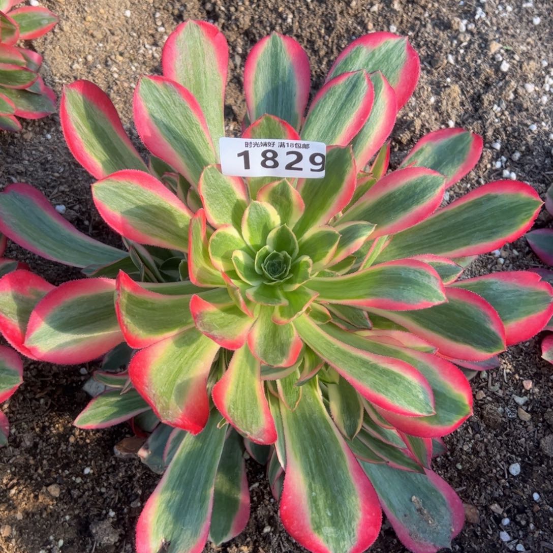 1829妖月多肉植物