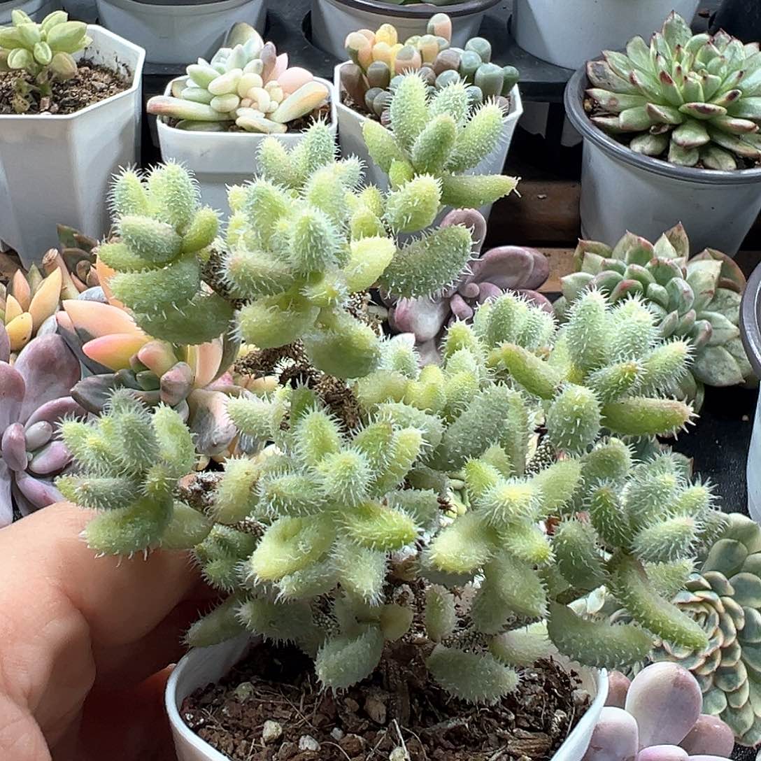 雷童锦 小方花圃一物一拍