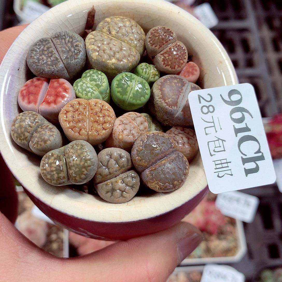 5厘米盆精控多肉961