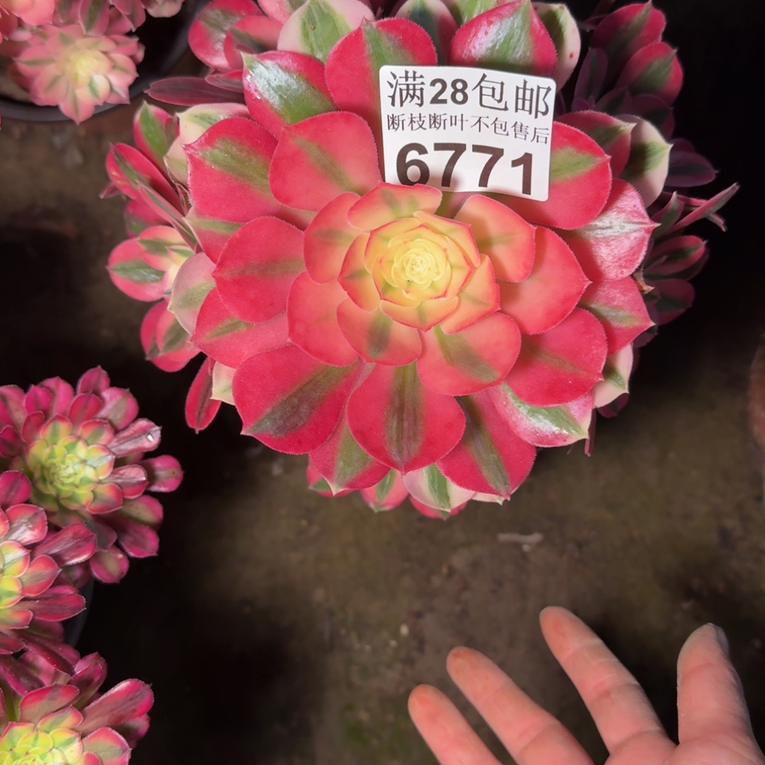 6771女巫多肉植物